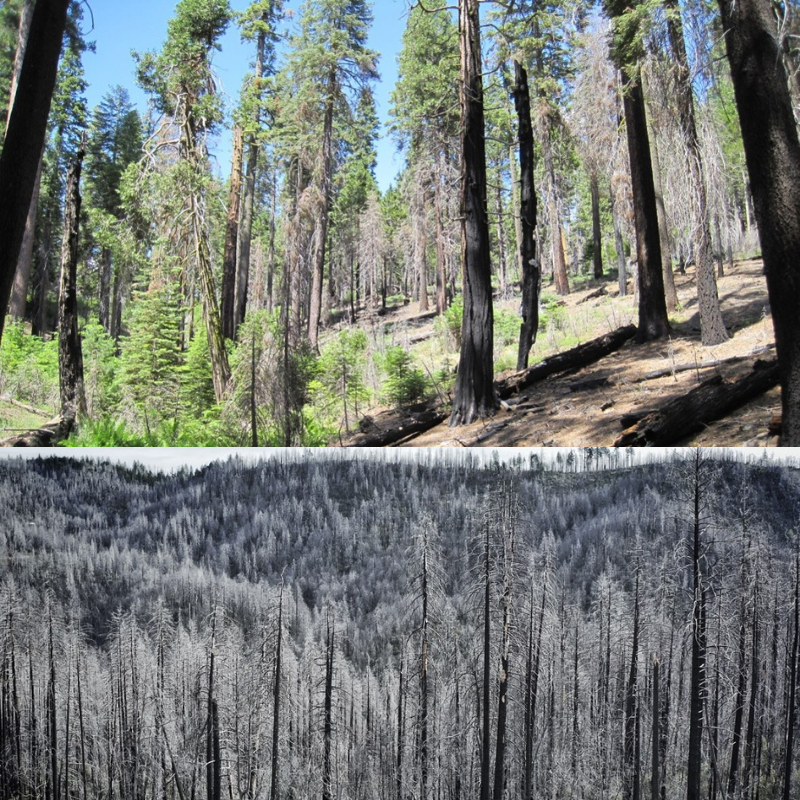 forests web