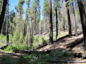 healthy forest